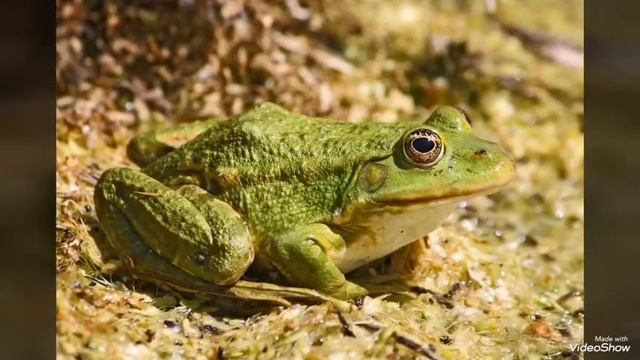 Факты о лягушках. смотреть онлайн