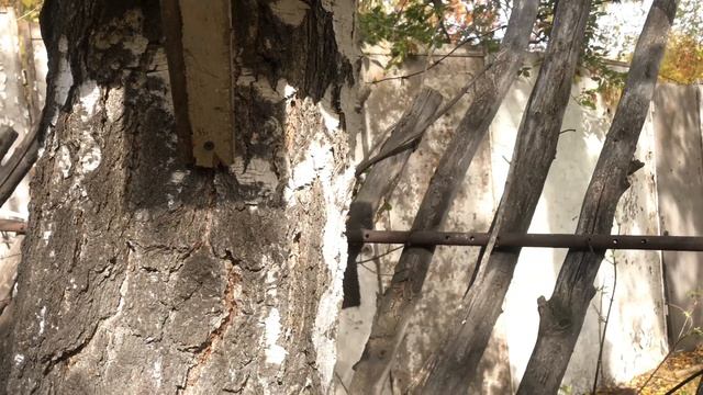 Играем с белкой в прятки. Кошка Буся вновь едет на дачу смотреть онлайн