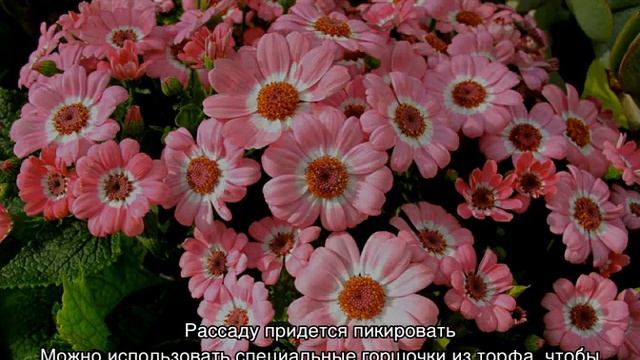 Цинерария серебристая — выращивание из семян в домашних условиях смотреть онлайн