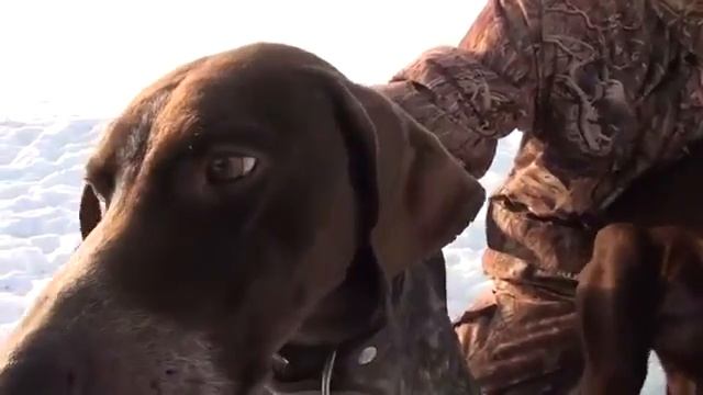 1-сбор любителей легавых пород собак в Шымкенте смотреть онлайн