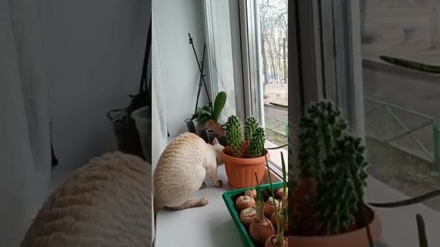 Корниш-рекс Марси кушает кактус. смотреть онлайн