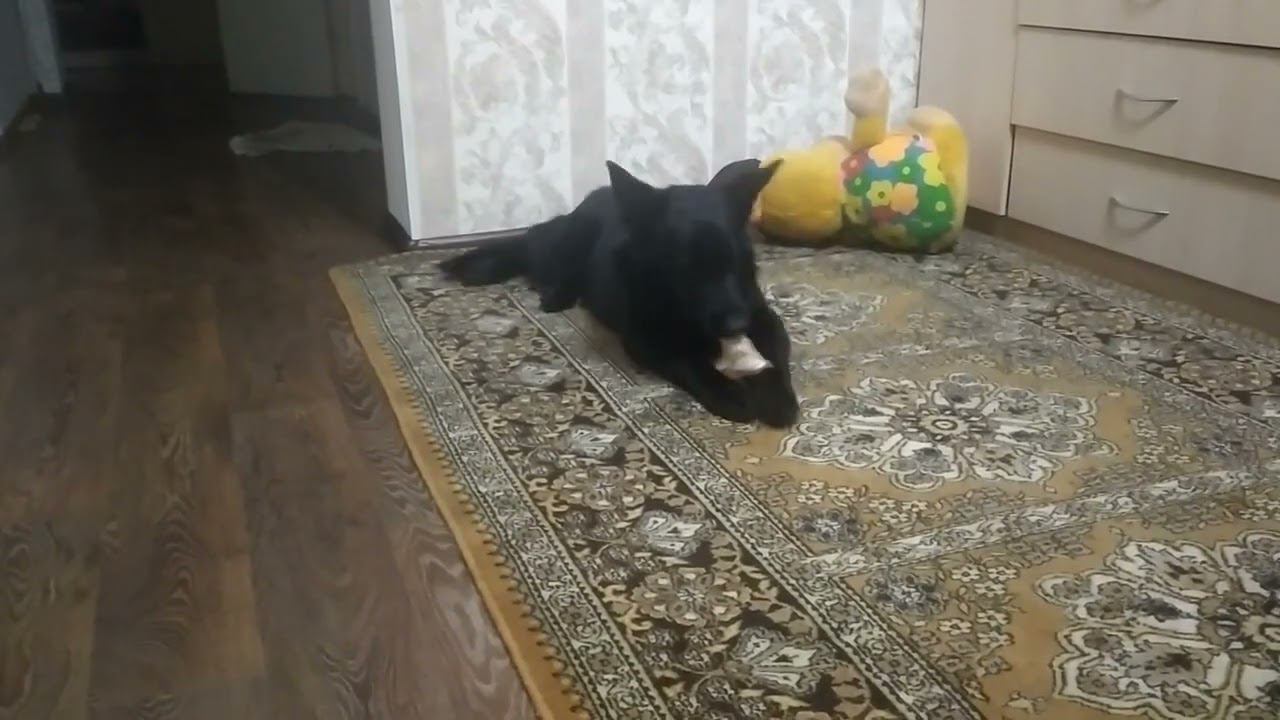 ВЕО черная Восточно Европейская Овчарка 4 смотреть онлайн