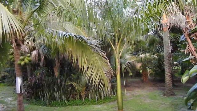 2020 Coconut Palm Update смотреть онлайн