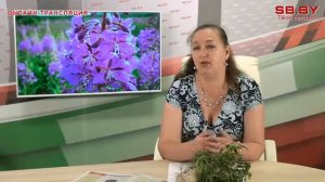 Иван-чай - польза для мужского здоровья