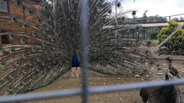ПАРК ПТИЦ "ВОРОБЬИ". Красавец павлин распустил свой хвост смотреть онлайн
