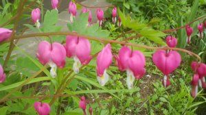 Вальс цветов.