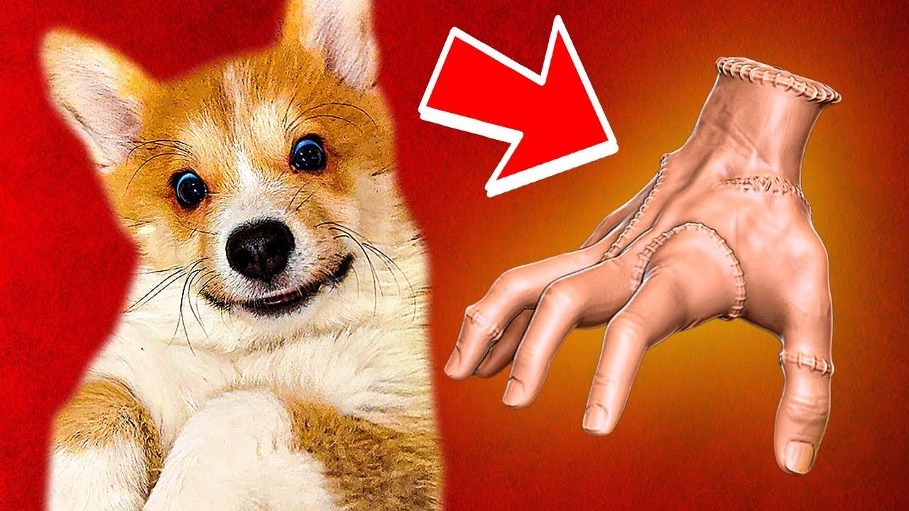 РУКА УЭНЗДЕЙ НАПАЛА НА НАС!!! (Корги Коржик) Говорящая собака смотреть онлайн