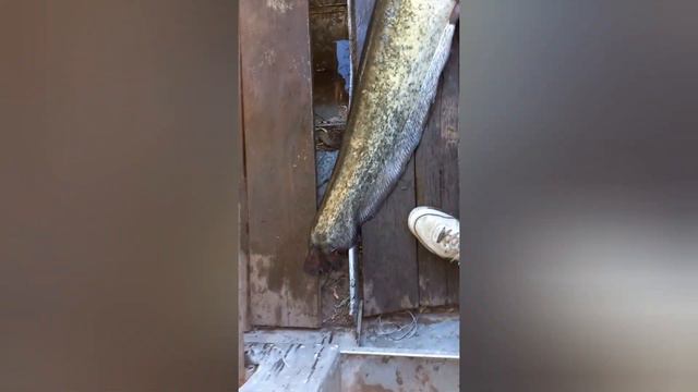 1 мая отдых на Ахтубе 2022 г. смотреть онлайн