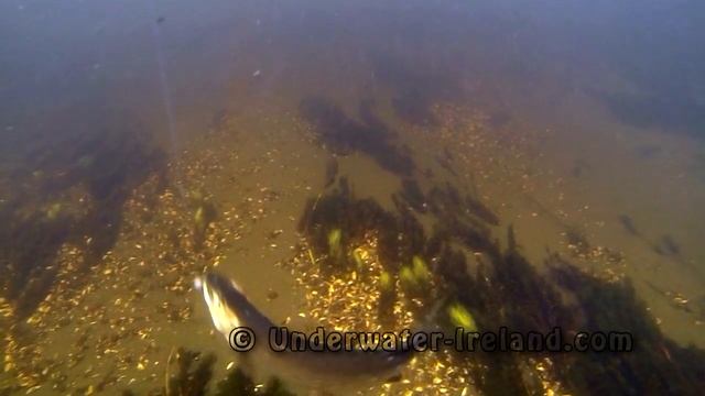 Fishing: pike attack lure / soft-bait underwater. Рыбалка на силикон: атака щуки по водой. смотреть онлайн