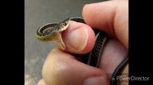 ТУШДА ИЛОН ЧАКСА НИМА ? БУЛАДИ КУРИН!!! ТУШ ТАБИРИ