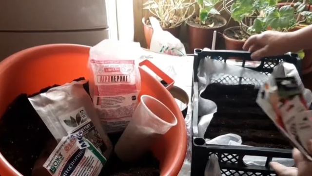 Как вырастить  рассаду томатов в ящиках.