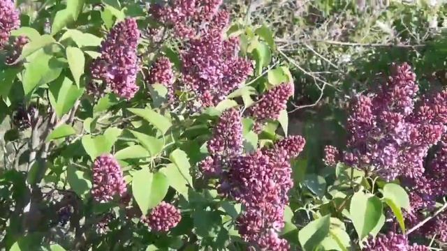 ?? СИРЕНЬ И ЕЁ ЗАМЕЧАТЕЛЬНЫЕ СВОЙСТВА .?? смотреть онлайн