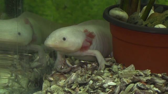 "Звериный инстинкт": одно из самых фантастических животных - Аксолотль смотреть онлайн
