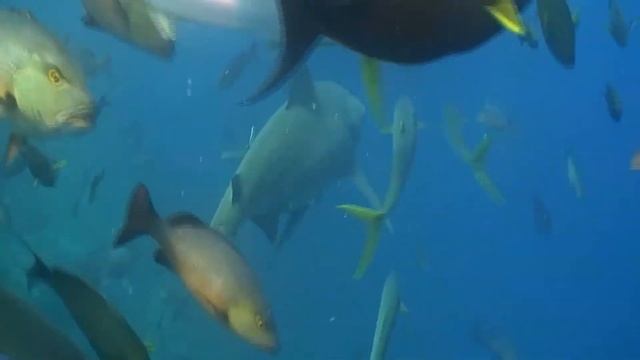 Bull Shark Facts ? 