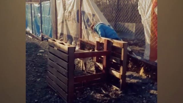 Топ 5 достижений в дрессировке. Джаз отжимается, Гильза прыгает и не только смотреть онлайн