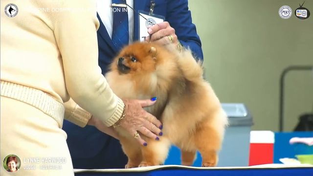 Philippine Dobermann Federation Inc. смотреть онлайн