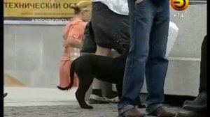 Не собачье дело!