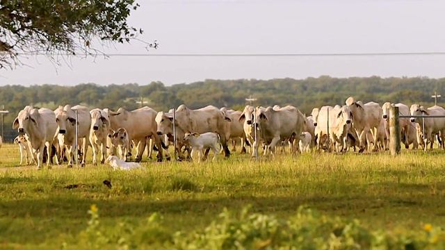 324 Land and Cattle - Albrecht Ranch | Goliad, Texas | Bar MC Media смотреть онлайн