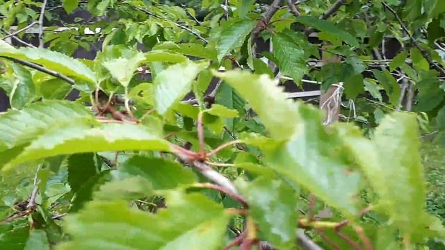 Хорошо в деревне летом. Не рубите с горяча. Черешня в Подмосковном саду. смотреть онлайн