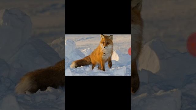 Мир животных.Лиса обыкновенная смотреть онлайн