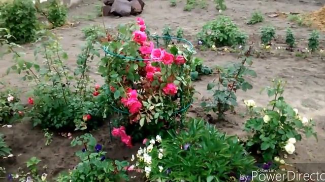 Подставка из металла для вьющихся роз и различных кустов. смотреть онлайн