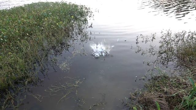 Throwing in a Whole Bag of Shad at Once! смотреть онлайн