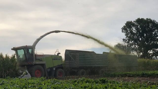 Уборка кормовой кукурузы смотреть онлайн