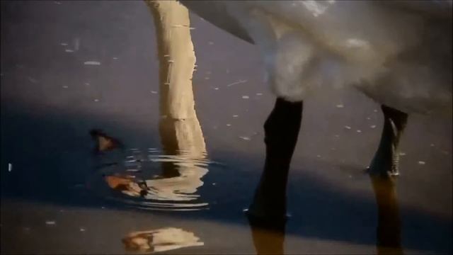 ЛЕБЕДИ смотреть онлайн