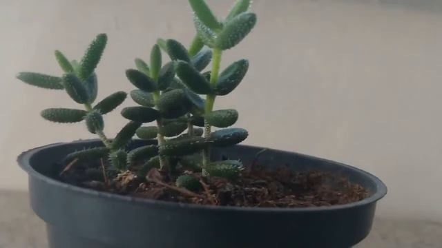 SUCULENTA DELOSPERMA ECHINATUM -4