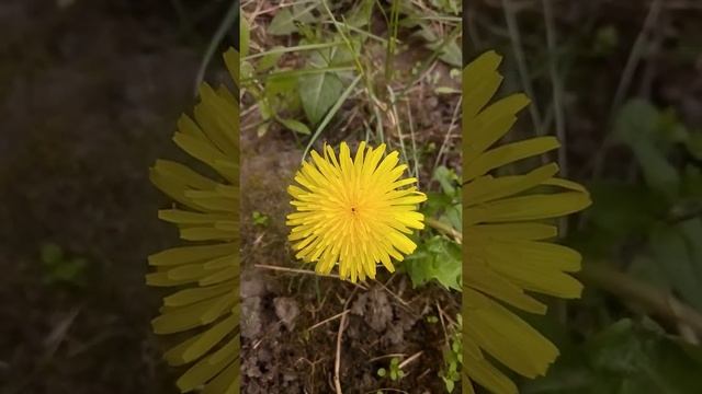 Маленький жучок в кульбабі смотреть онлайн