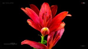 Лилия красная цветок Как растет и распускается | Таймлапс | Ускоренная съемка