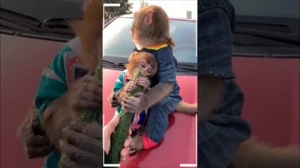 The Best of Monkey Eating Videos - A Funny Monkeys Compilation Ep78