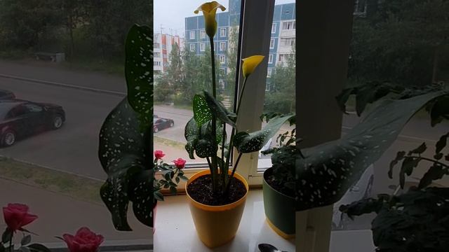 Покупка цветов в магните. смотреть онлайн