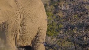 1 ЧАС КРИКОВ СЛОНА, КАК КРИЧАТ СЛОНЫ, ЧАСОВАЯ ВЕРСИЯ