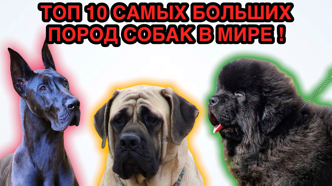 Топ 10 САМЫХ БОЛЬШИХ ПОРОД СОБАК В МИРЕ. смотреть онлайн