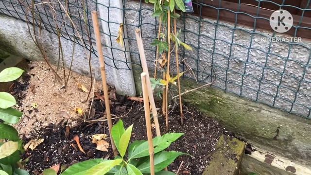 Planting the Passiflora Caerulea as a pollination partner for my Passiflora Incarnata ( Maypop ) смотреть онлайн