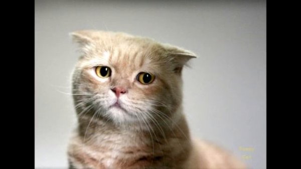 Cat's best photos #5 | Подборка грустных котиков (╯︵╰,)