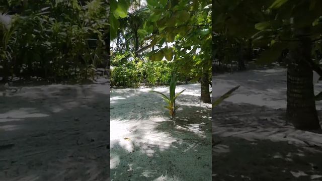 Fihalhohi Фихалхохи обзор территории возле номеров, выход к морю от каждой категории размещения. смотреть онлайн