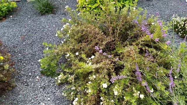 ОСЕННИЙ ПАЛИСАДНИК. Цветение гвоздики, книфофии, вереска. Как разрослась альпийская горка? смотреть онлайн