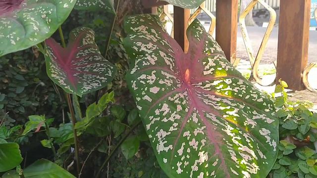 CALADIUM RED STAR JUMBO смотреть онлайн