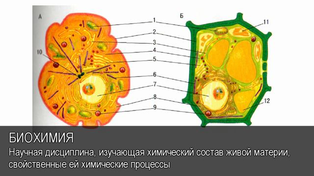 Биохимия. Толковый Видеословарь русского языка смотреть онлайн