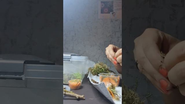 Улитка фламея и караколус приезд ко мне , 18 сентября 2020 г.