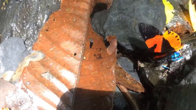 Papua New Guinea Butterfly... смотреть онлайн