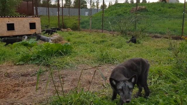 Лисы из Новолисья. Лиса играет с песцами. смотреть онлайн