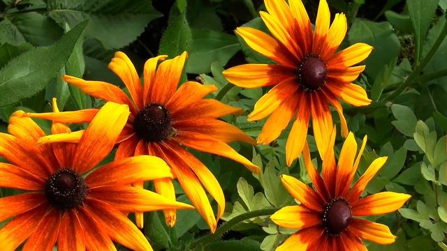 Yellow flowers 01. Background. Footage / Жовті квіти / Жёлтые цветы / HD смотреть онлайн