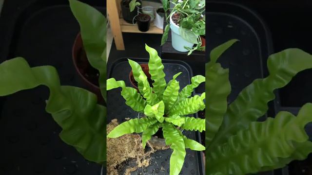 Асплениум.#комнатныерастения #пересадка #папоротник #цветы #флорариум смотреть онлайн