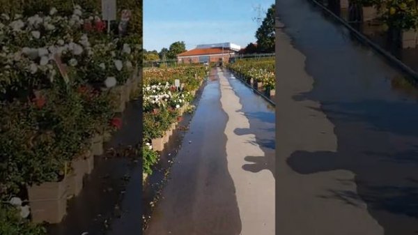 Розы Кордес !Питомник Kordes.