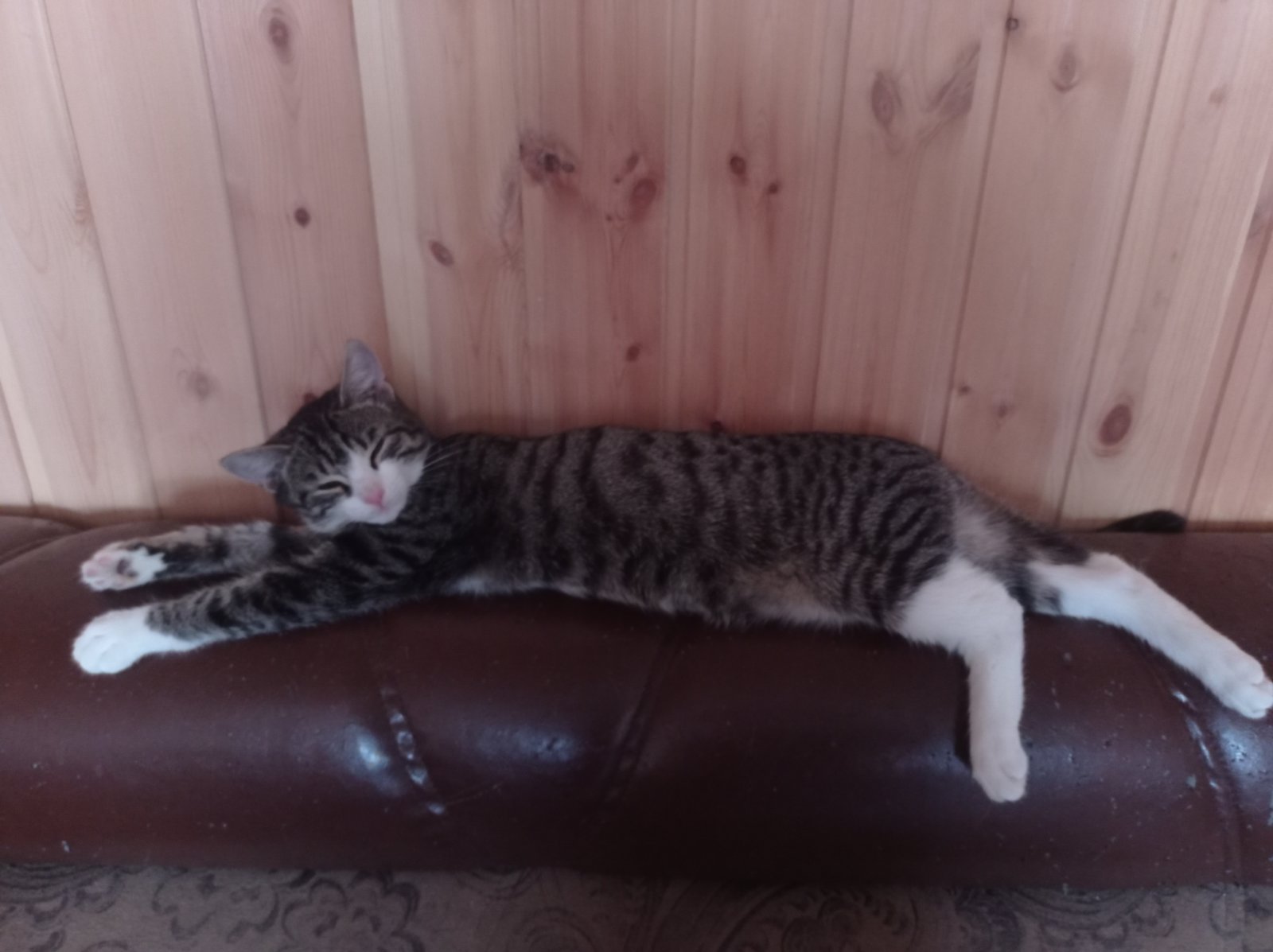 "Пушистое чудовище". Автор слов: Васейкин Сергей #music #песня #авторскиестихи #КотМузыка#ПесняОКоте смотреть онлайн