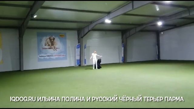Танцы с собаками. «Я люблю тебя до слез». Ильина Полина и русский Черный терьер Парма смотреть онлайн