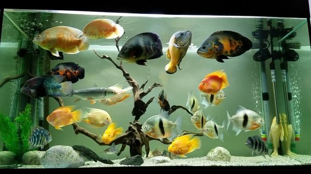 Oscar fish aquarium 8/2016 750L 1.5m смотреть онлайн
